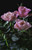 Jual Poster Roses Black background Pink color Three 3 Foliage WPS