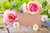 Jual Poster Roses Camomiles Pink color Template greeting card WPS