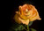 Jual Poster Roses Closeup Black background Orange WPS
