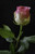 Jual Poster Roses Closeup Black background Pink color WPS 004