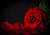 Jual Poster Roses Closeup Black background Red Petals WPS