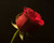 Jual Poster Roses Closeup Black background Red WPS 005