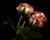 Jual Poster Roses Closeup Black background Three 3 WPS 002