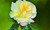 Jual Poster Roses Closeup Colored background Yellow WPS