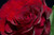 Jual Poster Roses Closeup Macro Wine color Drops WPS Jual Poster Roses Closeup Macro Wine color Drops WPS