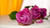 Jual Poster Roses Closeup Pink color Drops WPS 001