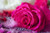 Jual Poster Roses Closeup Pink color Drops WPS 003