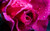 Jual Poster Roses Closeup Pink color Drops WPS 004