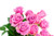 Jual Poster Roses Closeup Pink color WPS 048