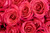 Jual Poster Roses Closeup Pink color WPS 049