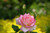 Jual Poster Roses Closeup Pink color WPS 055