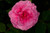 Jual Poster Roses Closeup Pink color WPS 066