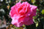 Jual Poster Roses Closeup Pink color WPS 069