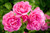 Jual Poster Roses Closeup Pink color WPS 070