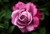Jual Poster Roses Closeup Pink color WPS 072