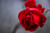 Jual Poster Roses Closeup Red Petals WPS