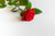 Jual Poster Roses Closeup Red White WPS 001