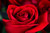 Jual Poster Roses Closeup Red WPS 027