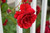 Jual Poster Roses Closeup Red WPS 032