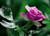 Jual Poster Roses Closeup Violet WPS 001