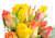 Jual Poster Roses Closeup White background WPS