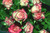 Jual Poster Roses Closeup WPS 016