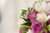 Jual Poster Roses Jewelry Closeup WPS