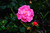 Jual Poster Roses Pink color WPS 008