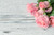 Jual Poster Roses Pink color WPS 033