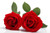 Jual Poster Roses Red Two White background WPS