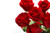 Jual Poster Roses Red White WPS 004