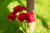 Jual Poster Roses Red WPS 007