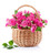 Jual Poster Roses White background Wicker basket Pink color WPS 001