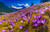 Jual Poster Spring Crocuses Mountains Scenery WPS
