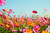 Jual Poster Summer Sky Grasslands Cosmos plant WPS Jual Poster Summer Sky Grasslands Cosmos plant WPS