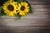 Jual Poster Sunflowers Boards Two WPS
