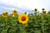 Jual Poster Sunflowers Fields WPS 003