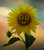 Jual Poster Sunflowers Yellow Smile WPS