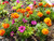 Jual Poster Tagetes Cosmos plant WPS