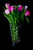 Jual Poster Tulips Black background Vase WPS 001