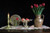 Jual Poster Tulips Candles WPS 001