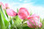 Jual Poster Tulips Closeup Pink WPS 003