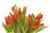 Jual Poster Tulips Closeup White background Red WPS 003