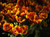 Jual Poster Tulips Closeup WPS 035