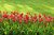 Jual Poster Tulips Many Beautiful WPS
