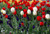 Jual Poster Tulips Many Red White WPS 002 Jual Poster Tulips Many Red White WPS 002