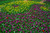 Jual Poster Tulips Many Yin Yang WPS