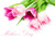 Jual Poster Tulips Mother's Day White background English Word WPS