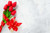 Jual Poster Tulips Red Bowknot Template greeting card WPS