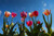 Jual Poster Tulips Sky Bottom view WPS